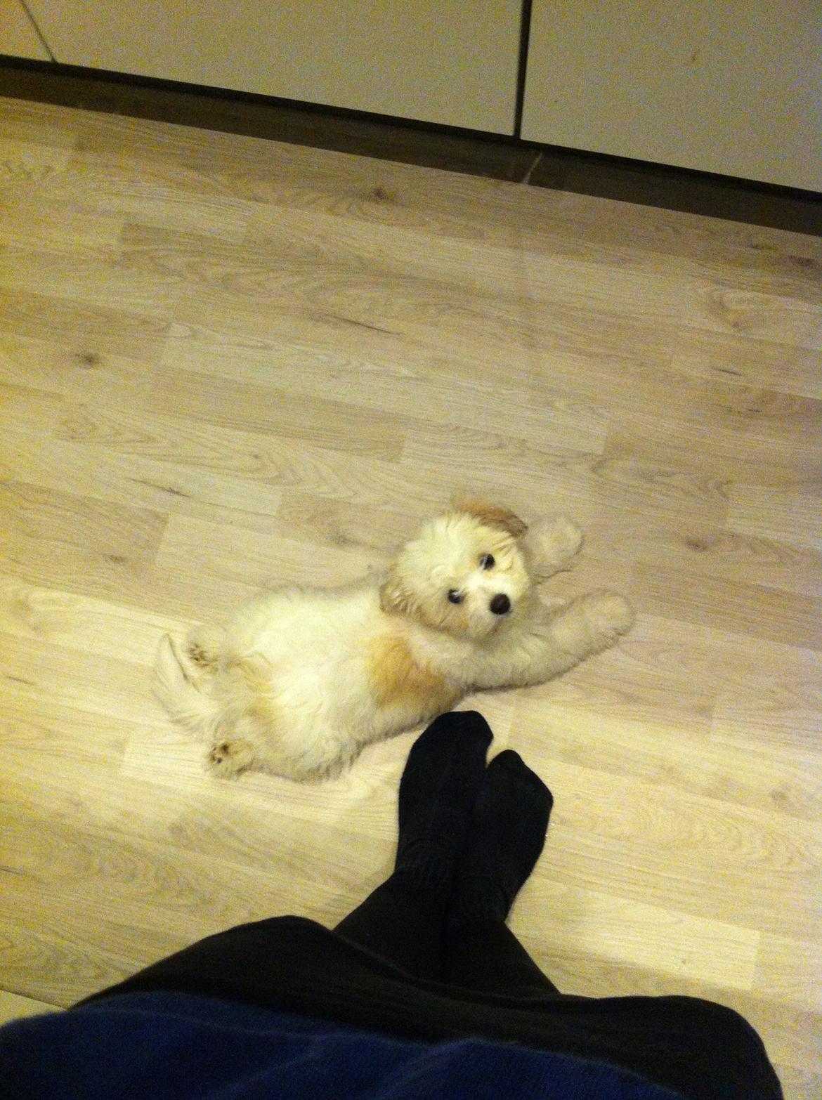 Coton de tulear Athena billede 11