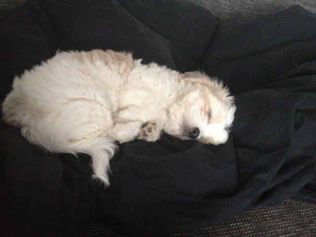 Coton de tulear Athena - Sover billede 12