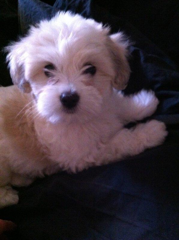 Coton de tulear Athena billede 13