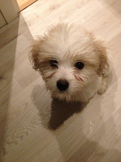 Coton de tulear Athena - Athena har været ude og lege, så her er hun en våd hund :) billede 14