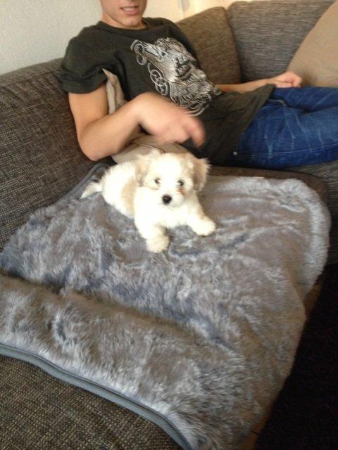 Coton de tulear Athena - Den første dag, hun var kommet hjem til os. billede 2
