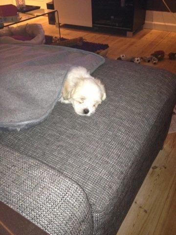 Coton de tulear Athena - Tager en lur på sofaen med tæppe på. billede 15