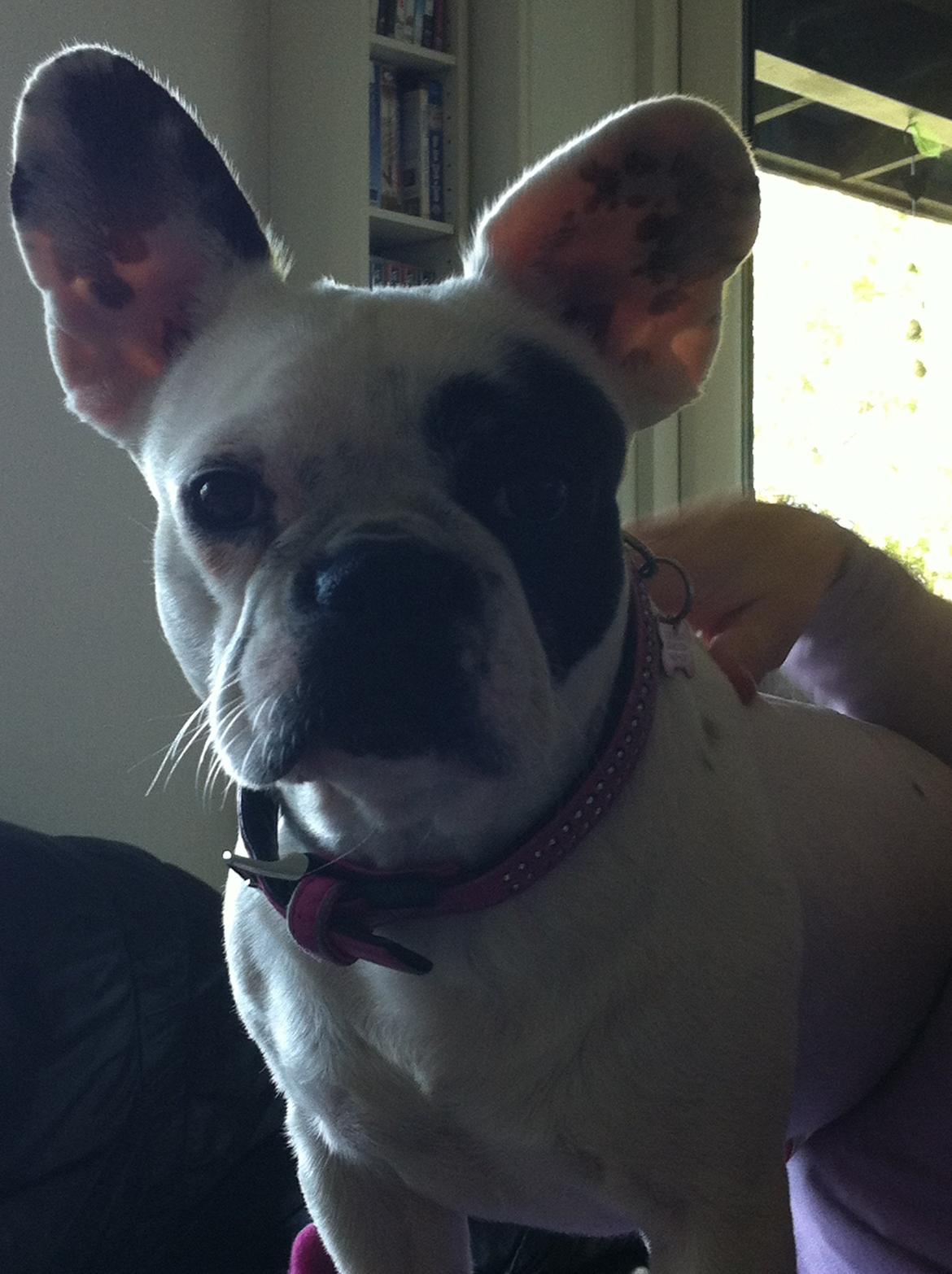 Fransk bulldog pixie billede 2