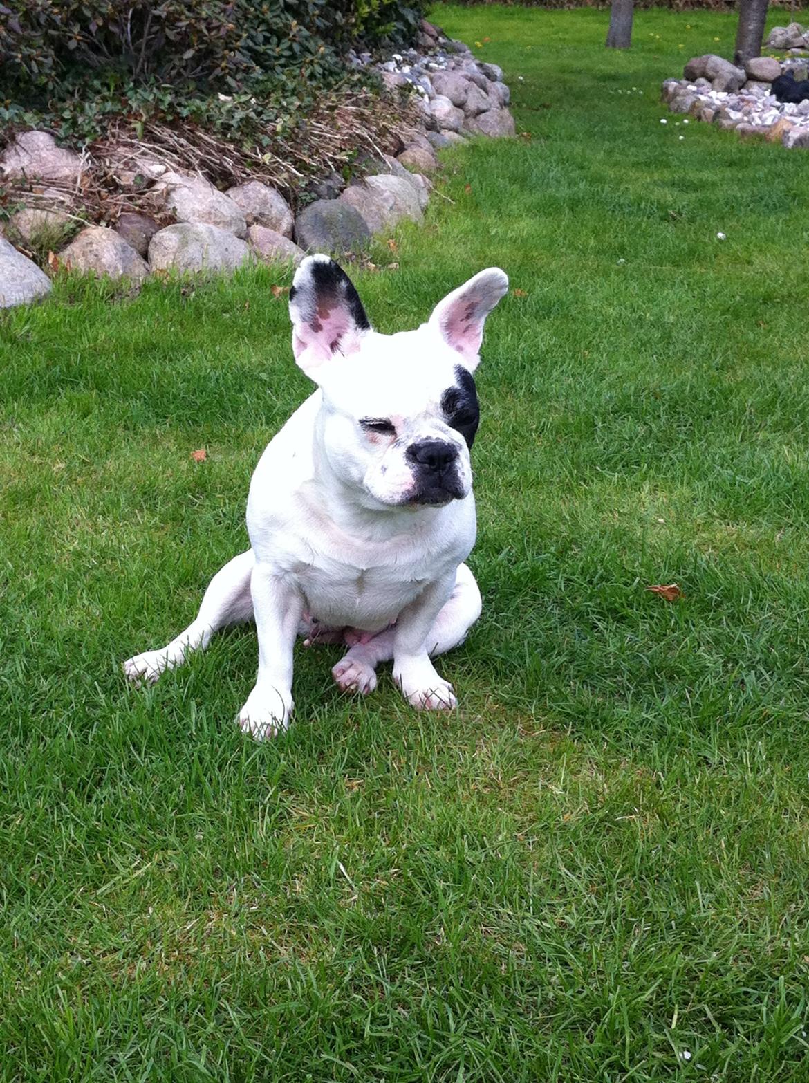 Fransk bulldog pixie billede 3