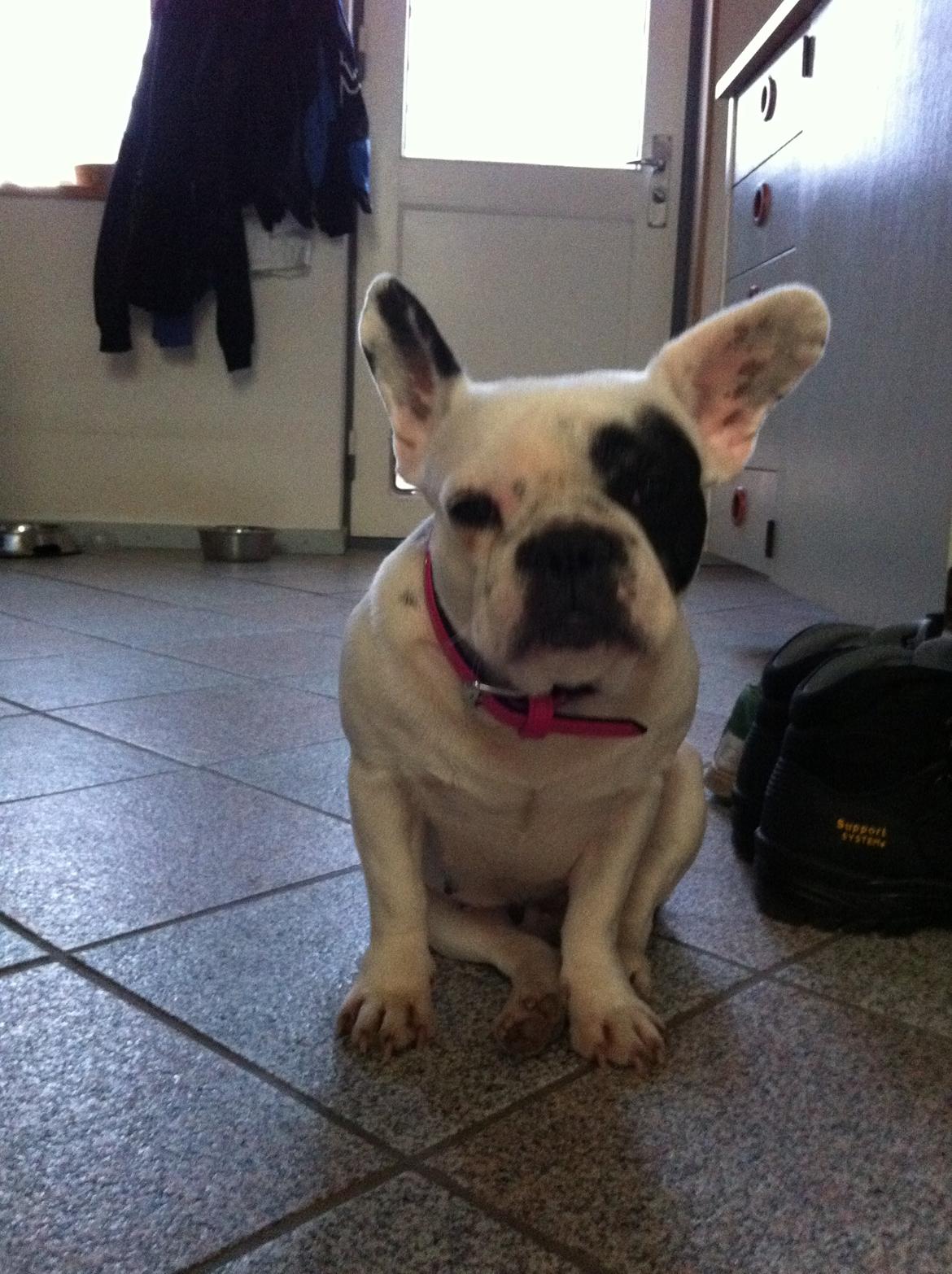 Fransk bulldog pixie billede 4