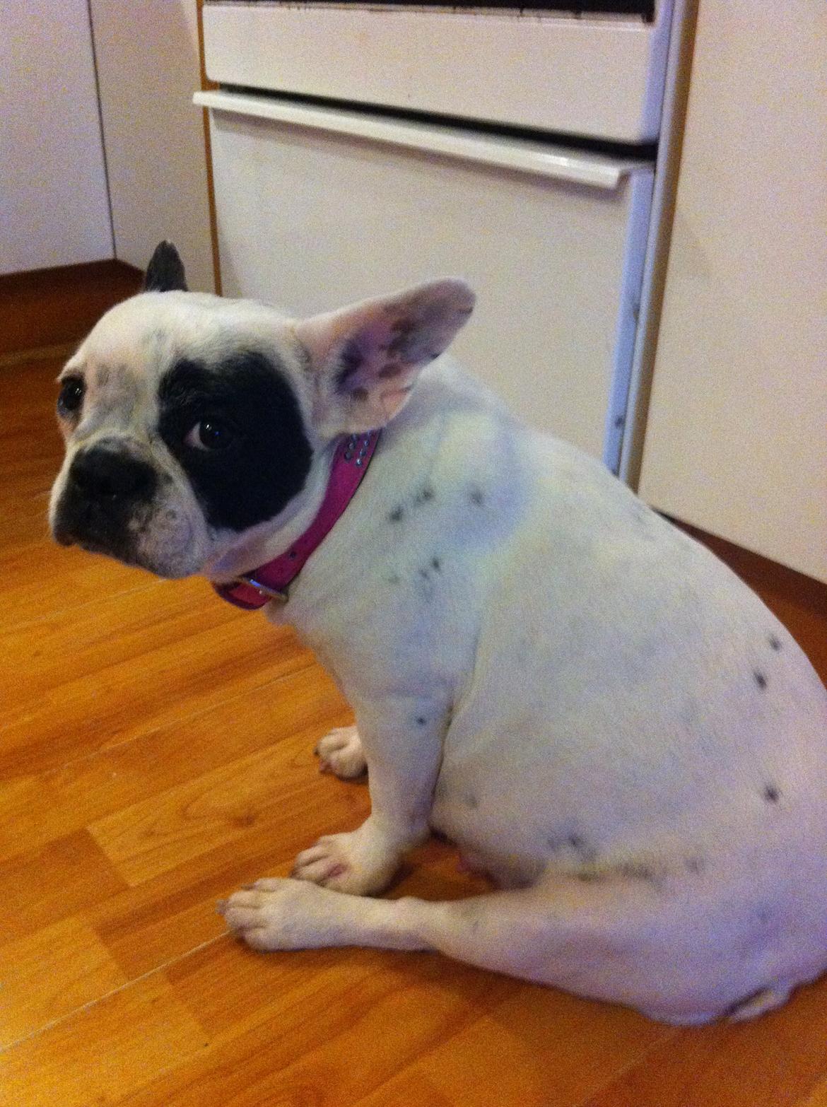 Fransk bulldog pixie billede 5