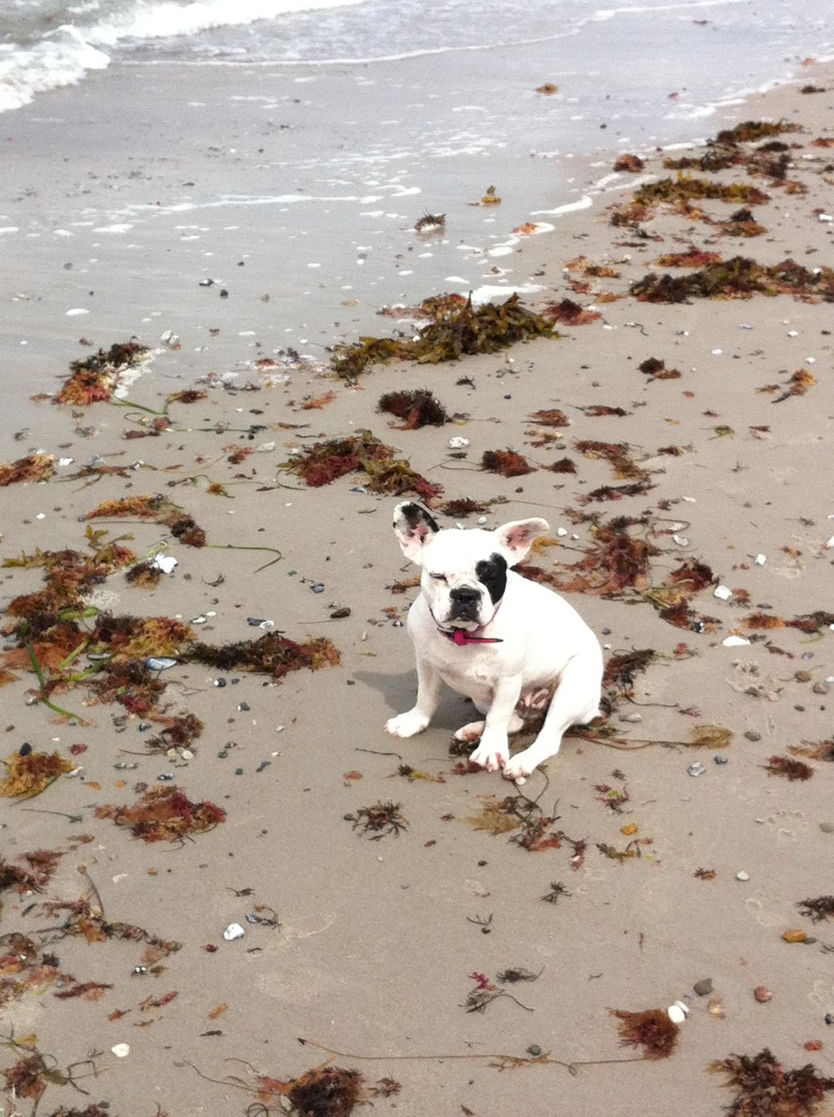 Fransk bulldog pixie billede 6