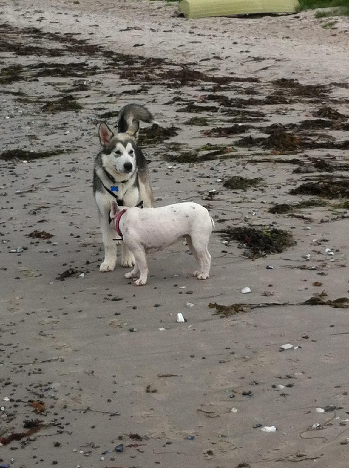 Fransk bulldog pixie billede 7