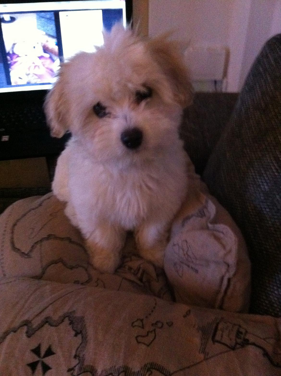 Coton de tulear Athena billede 16