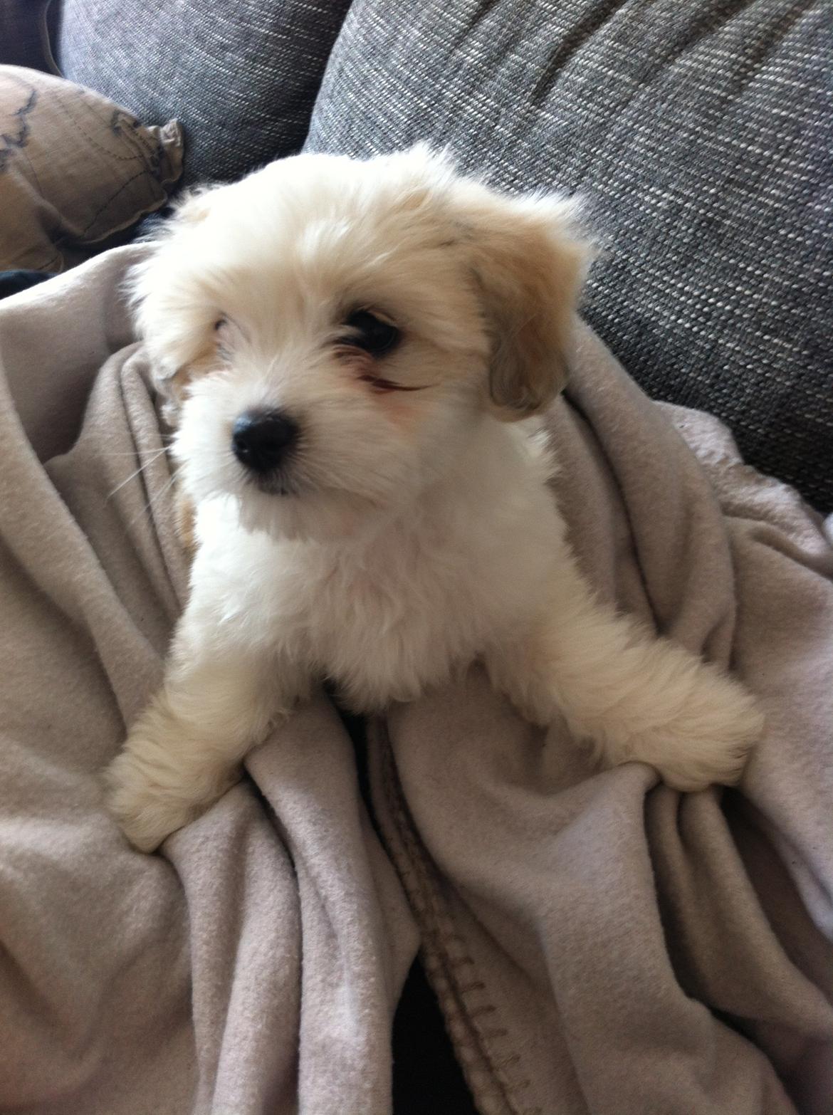 Coton de tulear Athena - ca. 8 uger billede 3