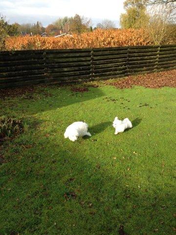 Coton de tulear Athena billede 9