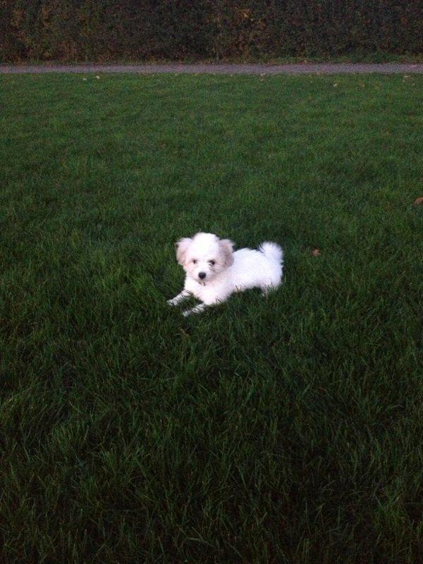 Coton de tulear Athena billede 17