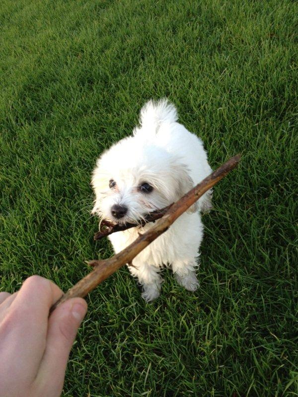 Coton de tulear Athena billede 18