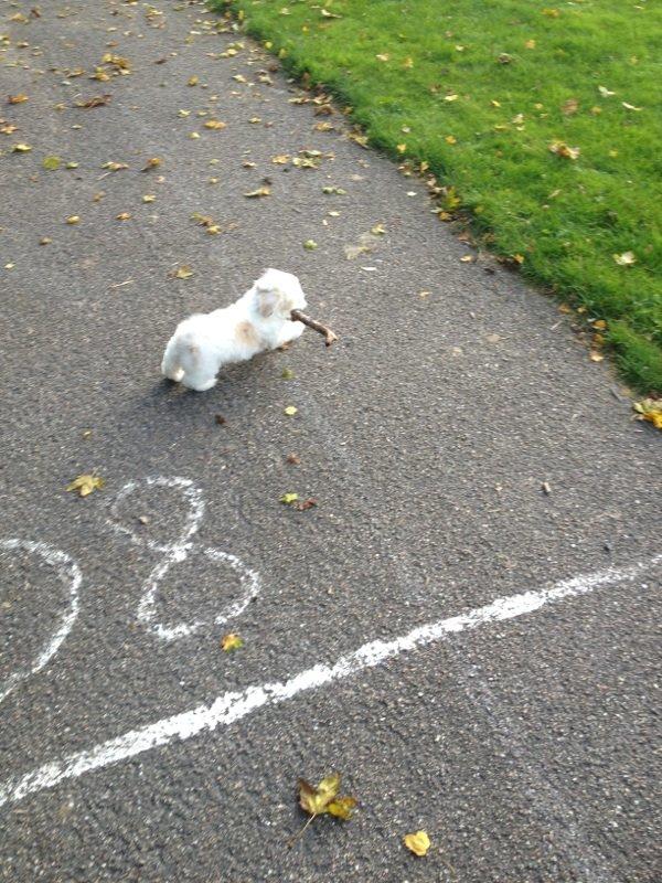 Coton de tulear Athena billede 19