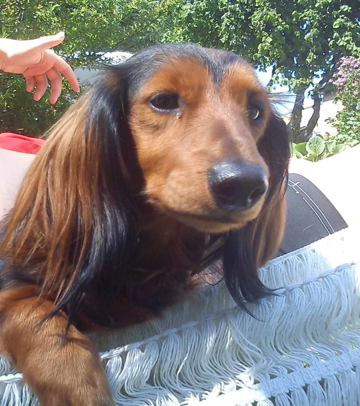 Gravhund R.I.P. Molly <3 - molly billede 1