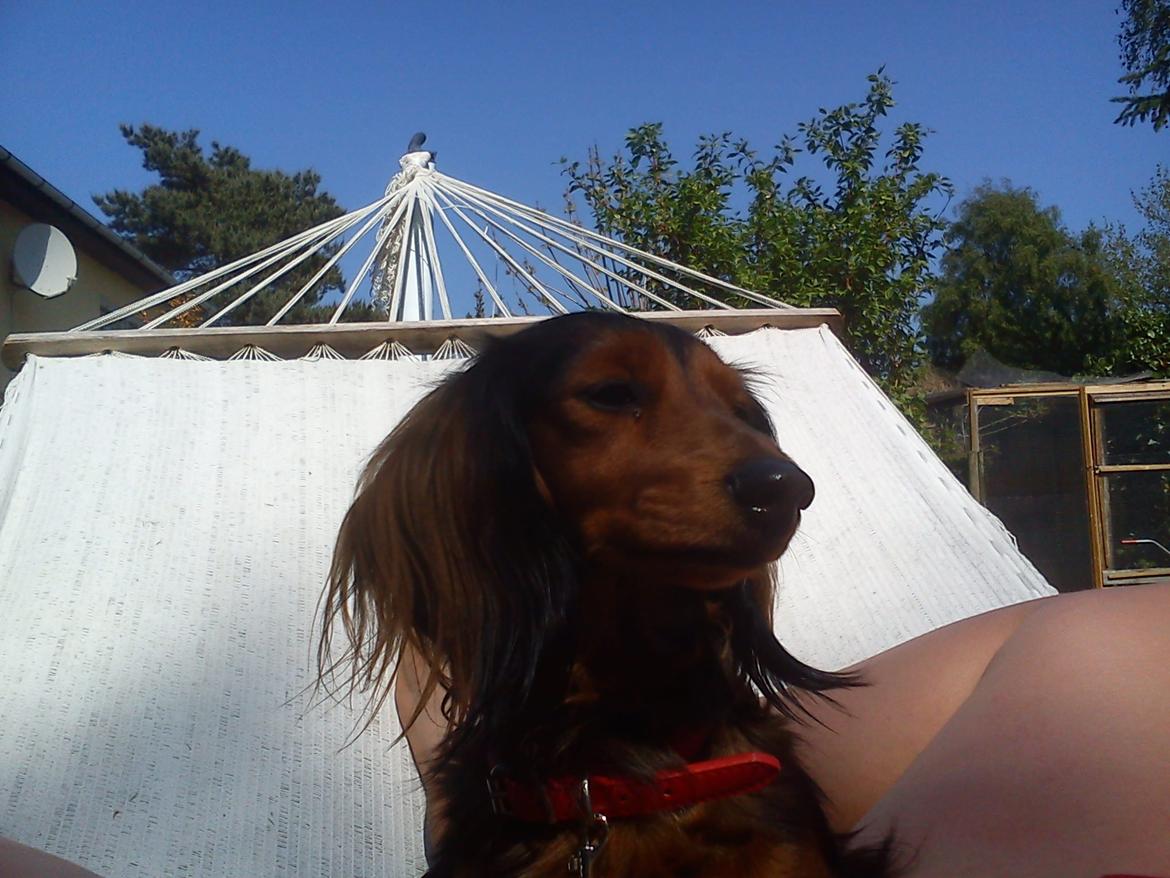 Gravhund R.I.P. Molly <3 - molly billede 2