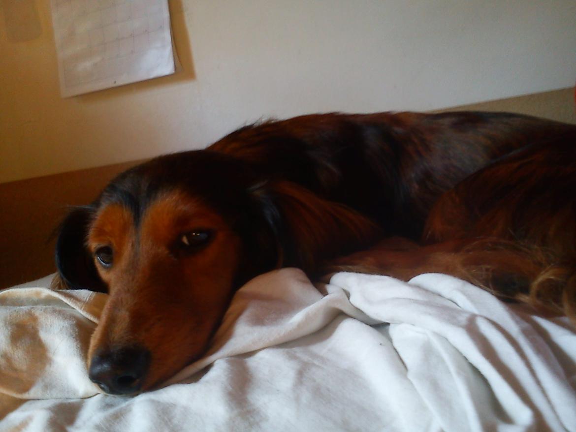 Gravhund R.I.P. Molly <3 - molly slapper af billede 3
