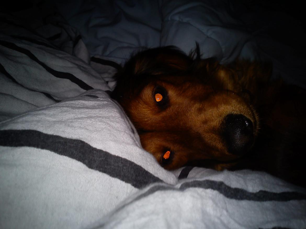 Gravhund R.I.P. Molly <3 billede 4