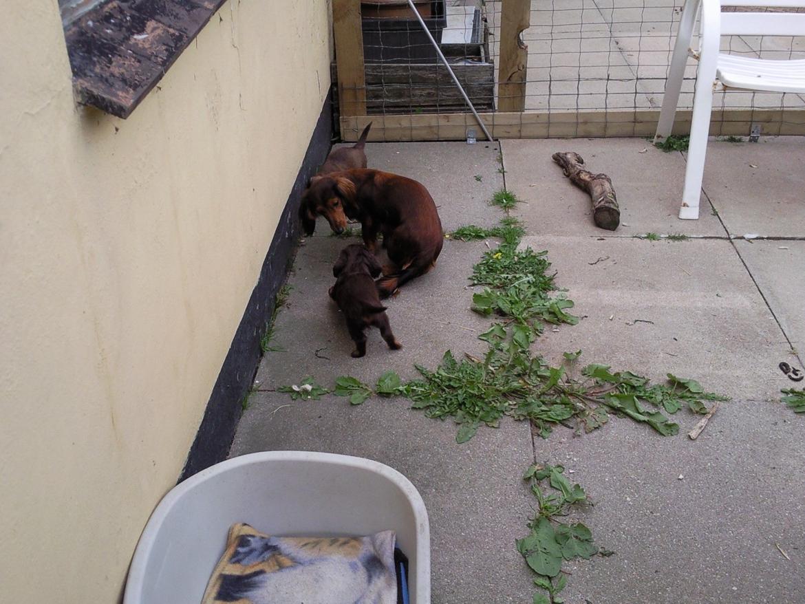 Gravhund R.I.P. Molly <3 - molly og hvalpe billede 6