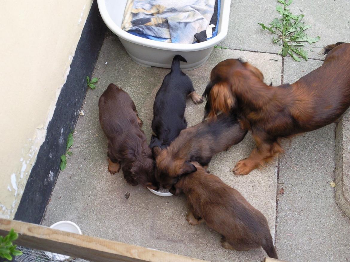 Gravhund R.I.P. Molly <3 - Molly og Hvalpene billede 7