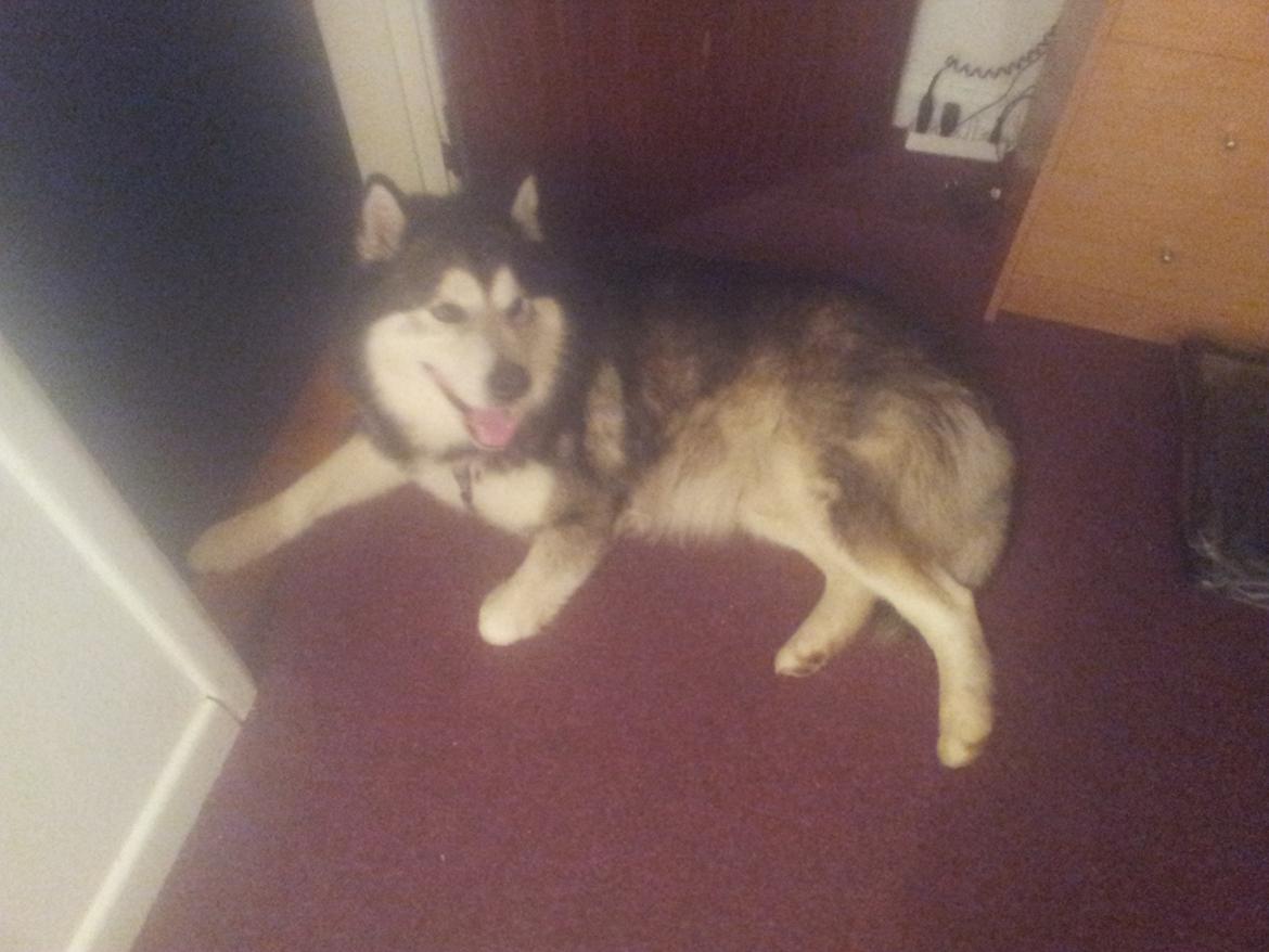 Alaskan malamute Malik billede 11