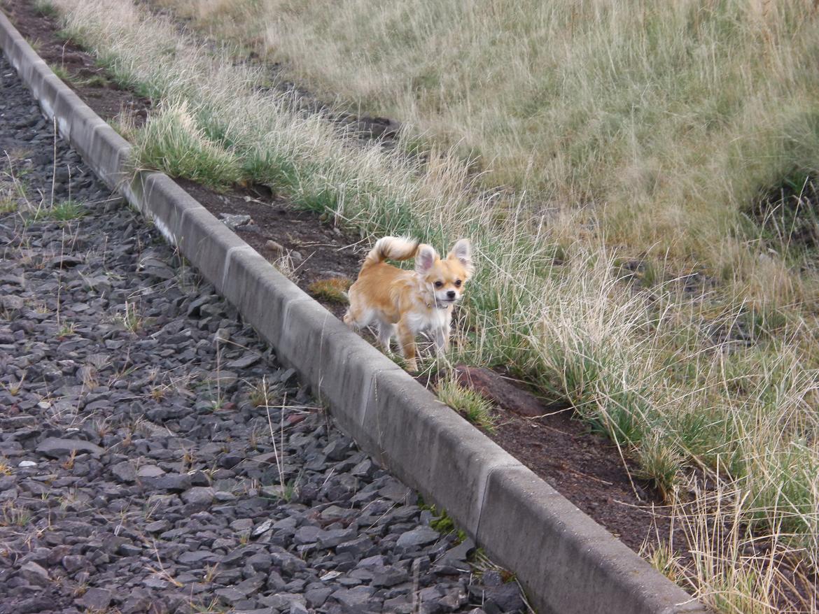 Chihuahua Chloe - På tur i det Færøske :-) billede 9