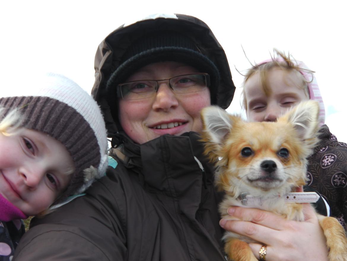 Chihuahua Chloe - Næsten hele familien på en kold tur. billede 4