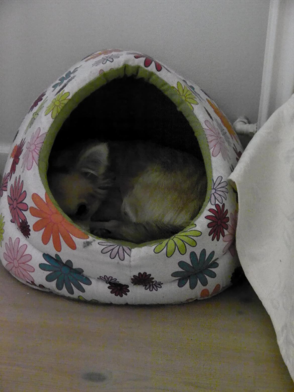 Chihuahua Chloe - Chloe tager en velfortjent lur efter en lang og kold tur i det færøske billede 11