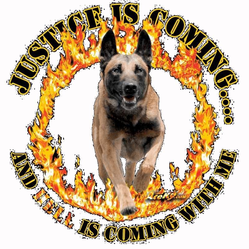 Malinois Isell´s Uzo - lidt sjov jeg fandt billede 2