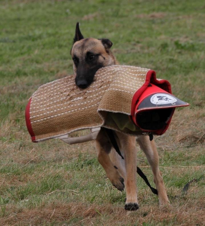 Malinois Isell´s Uzo - lidt stolt skal man jo være når man nu har bidt armen af ham der manden der står og siger mærkelige lyde billede 3