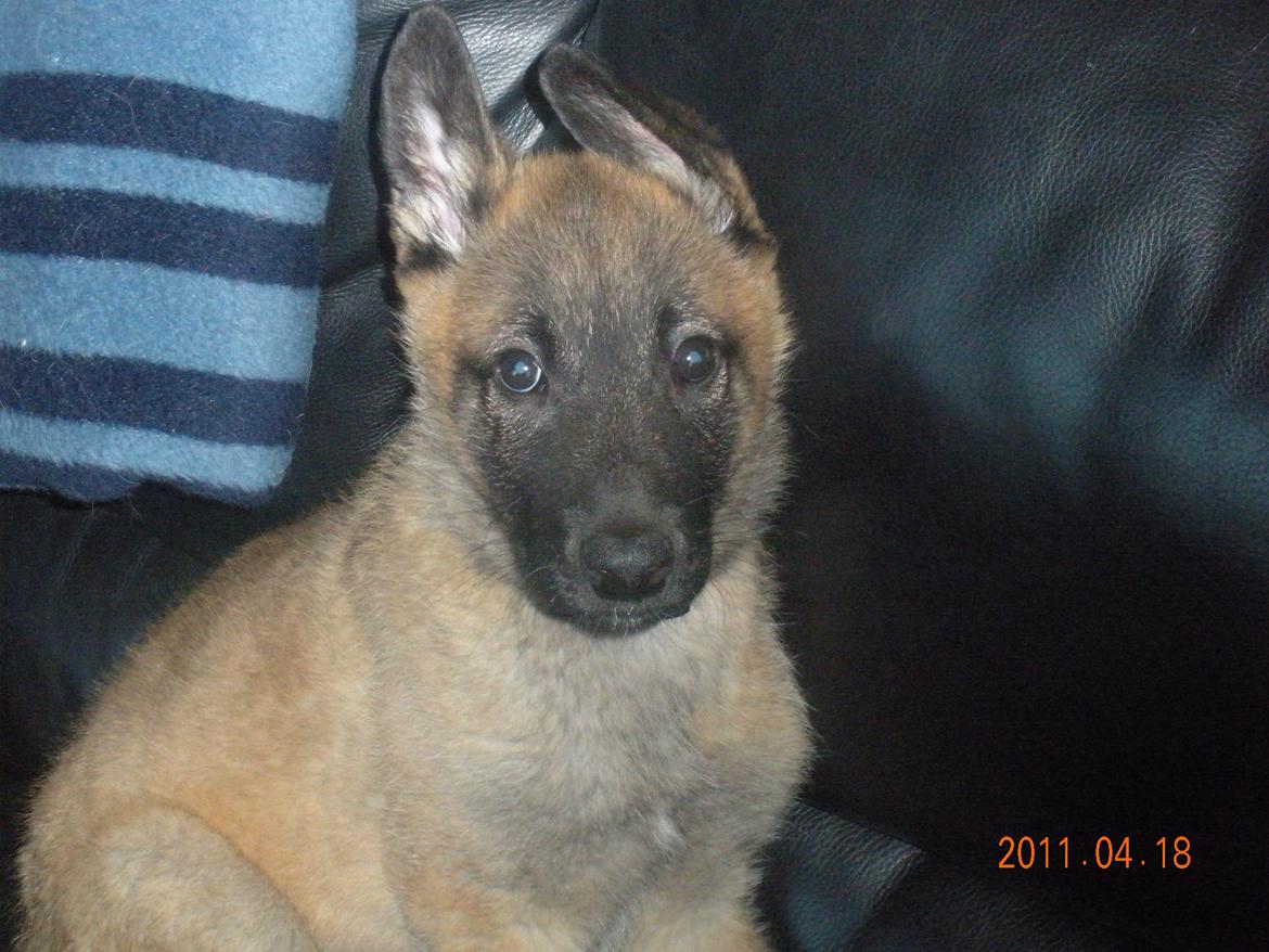 Malinois Isell´s Uzo billede 5