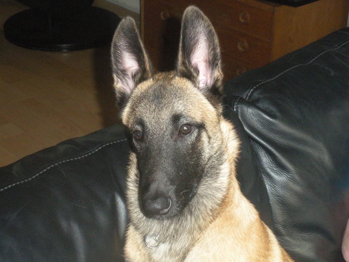 Malinois Isell´s Uzo billede 6