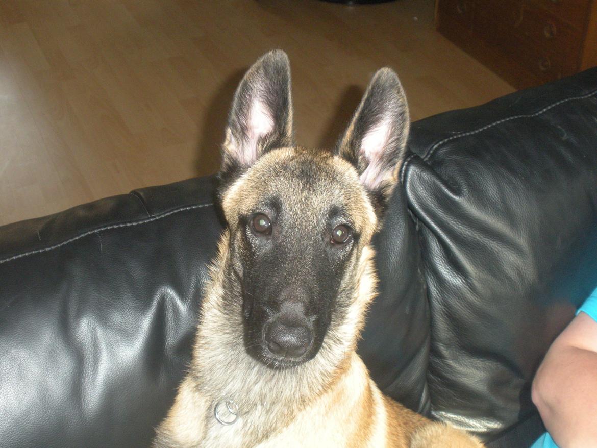 Malinois Isell´s Uzo billede 7