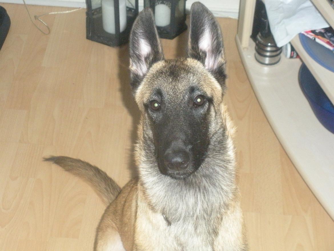 Malinois Isell´s Uzo billede 8