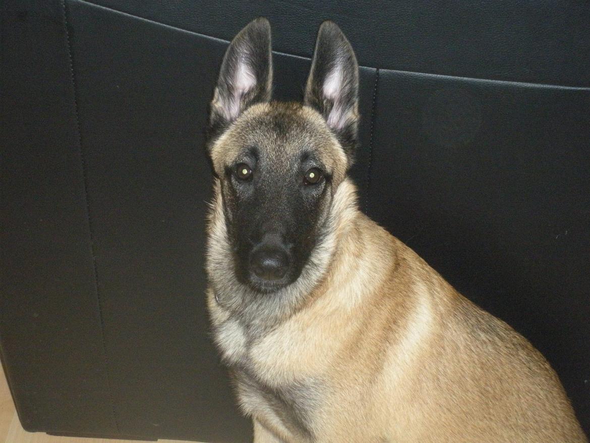 Malinois Isell´s Uzo billede 9