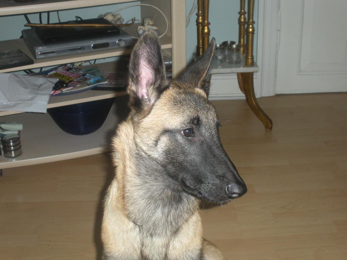 Malinois Isell´s Uzo billede 10