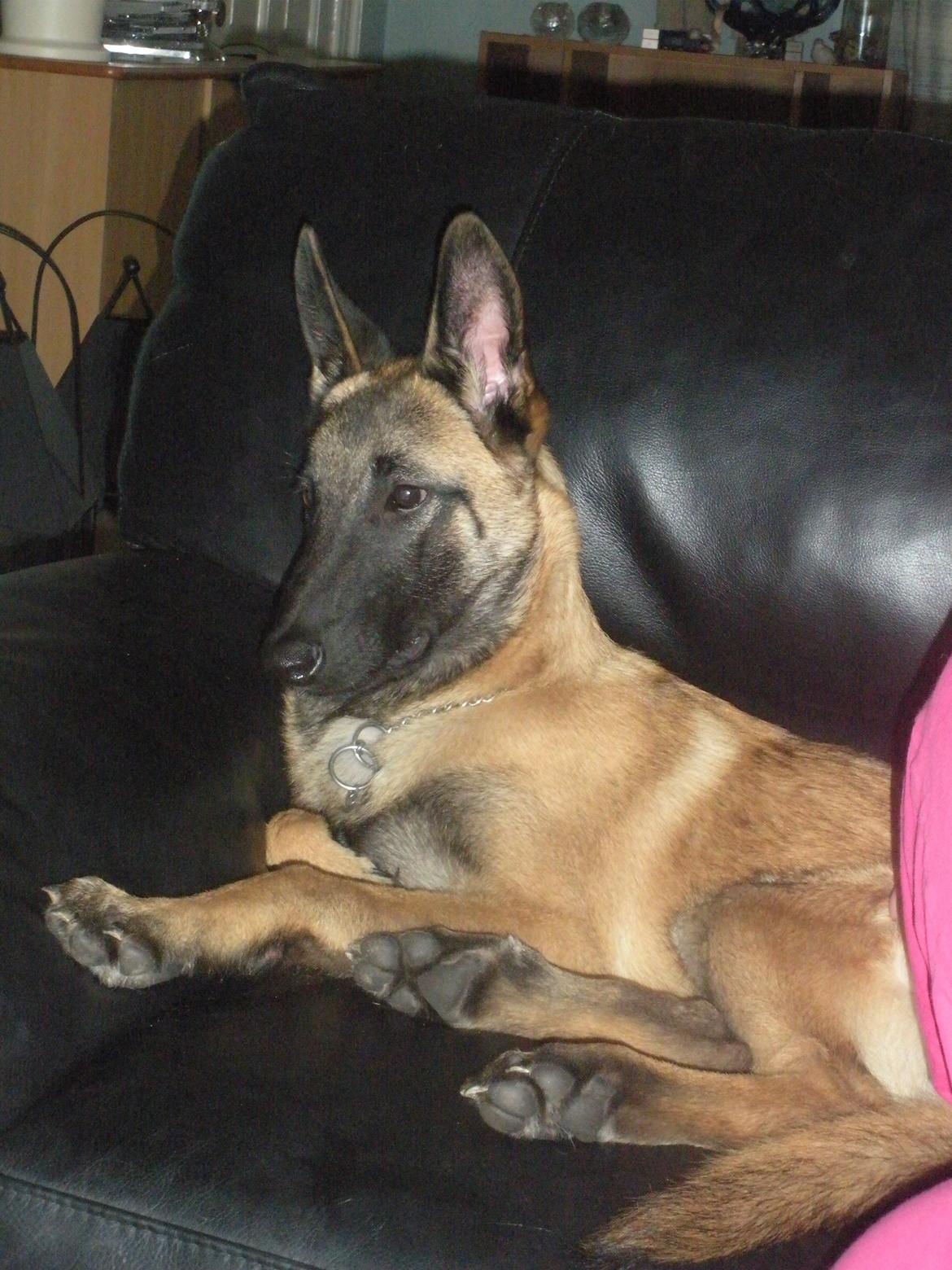 Malinois Isell´s Uzo billede 12