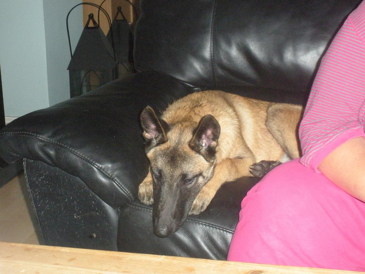 Malinois Isell´s Uzo billede 13