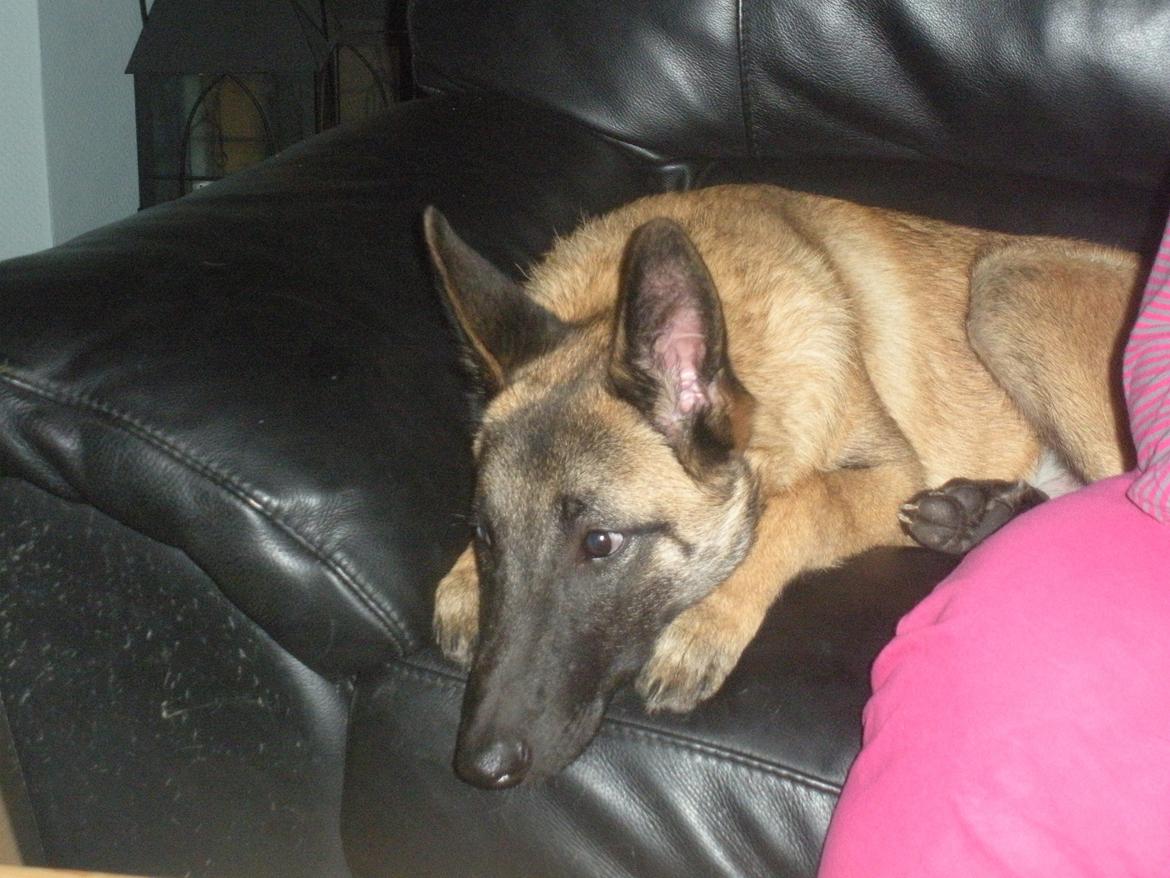 Malinois Isell´s Uzo - ja ja jeg ved det godt er lidt af en sofahund  billede 14