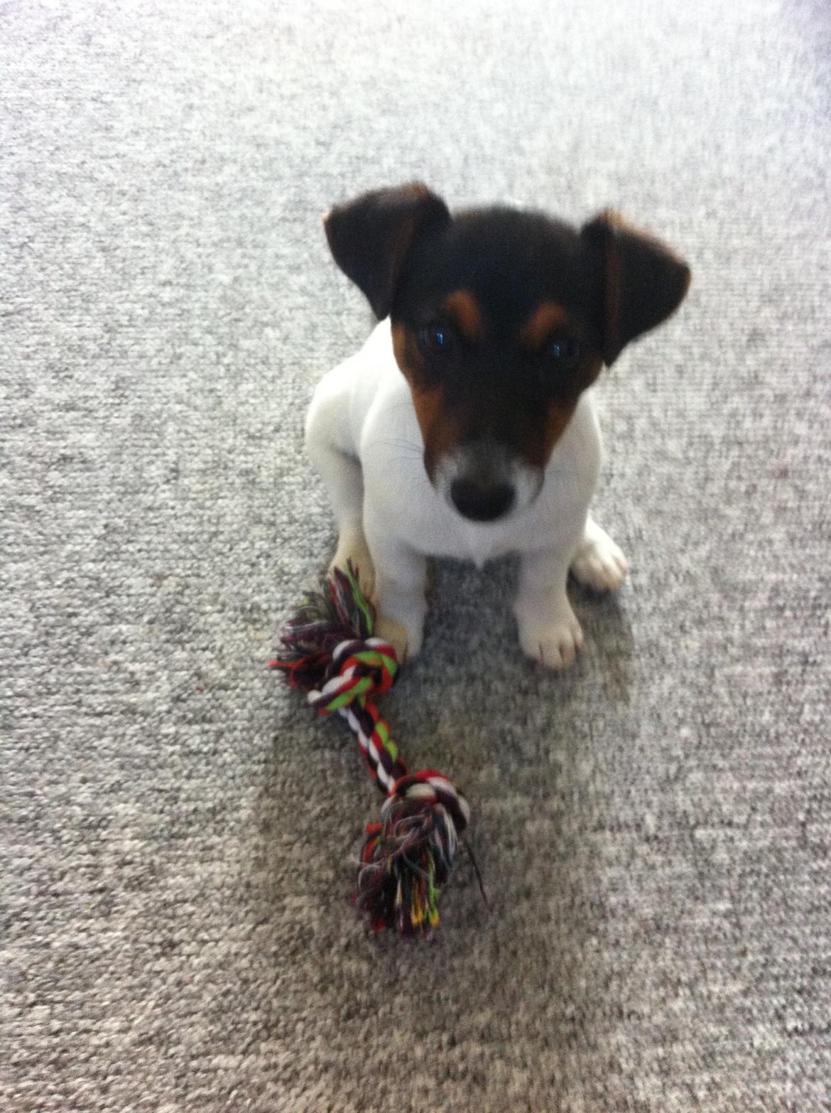 Jack russell terrier Kiwi billede 1