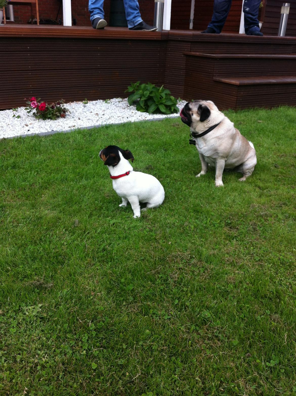 Jack russell terrier Kiwi billede 2