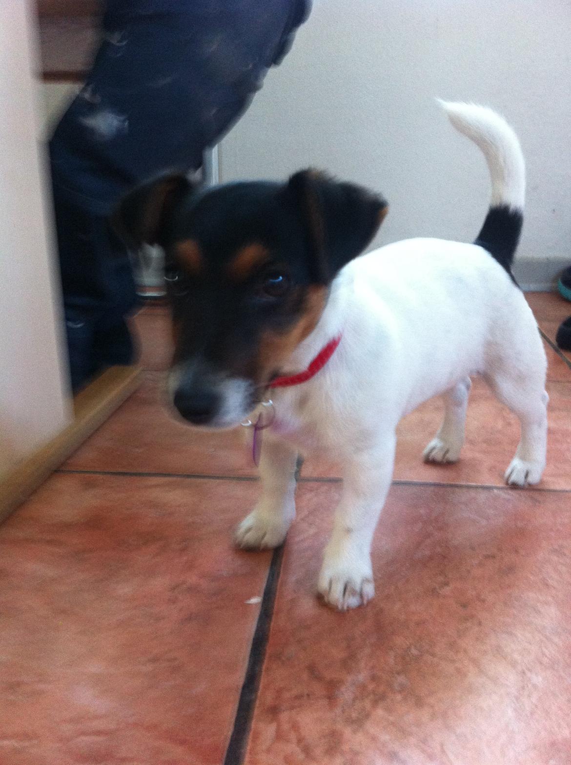 Jack russell terrier Kiwi billede 3