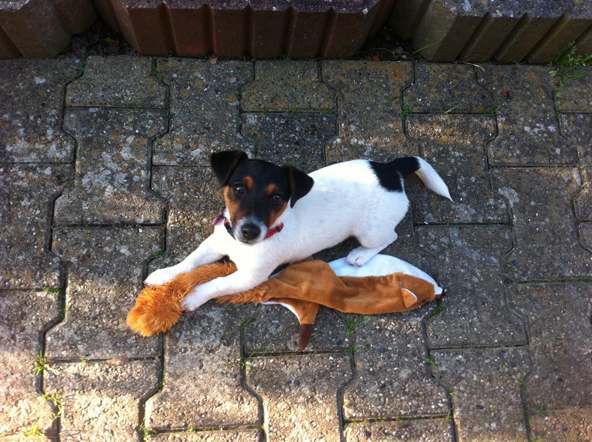 Jack russell terrier Kiwi billede 4