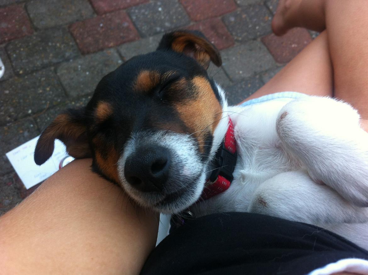 Jack russell terrier Kiwi billede 5