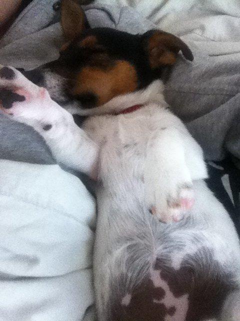 Jack russell terrier Kiwi billede 6