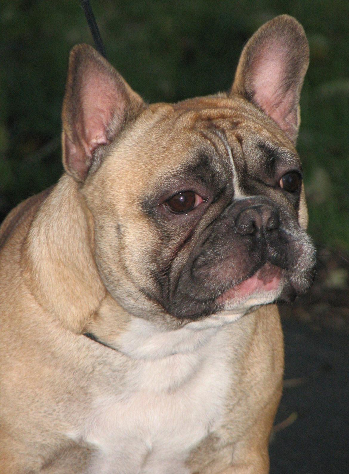 Fransk bulldog Simba billede 1