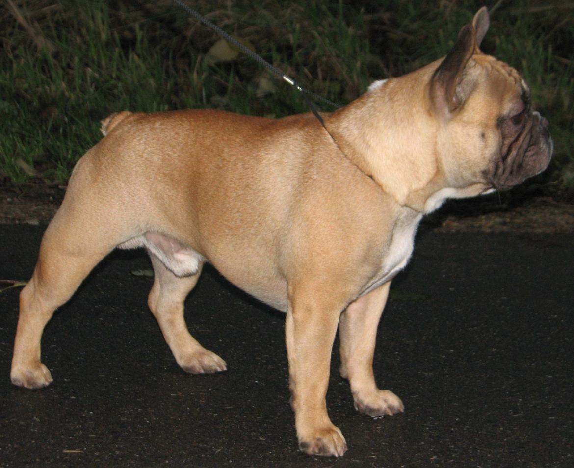 Fransk bulldog Simba billede 4