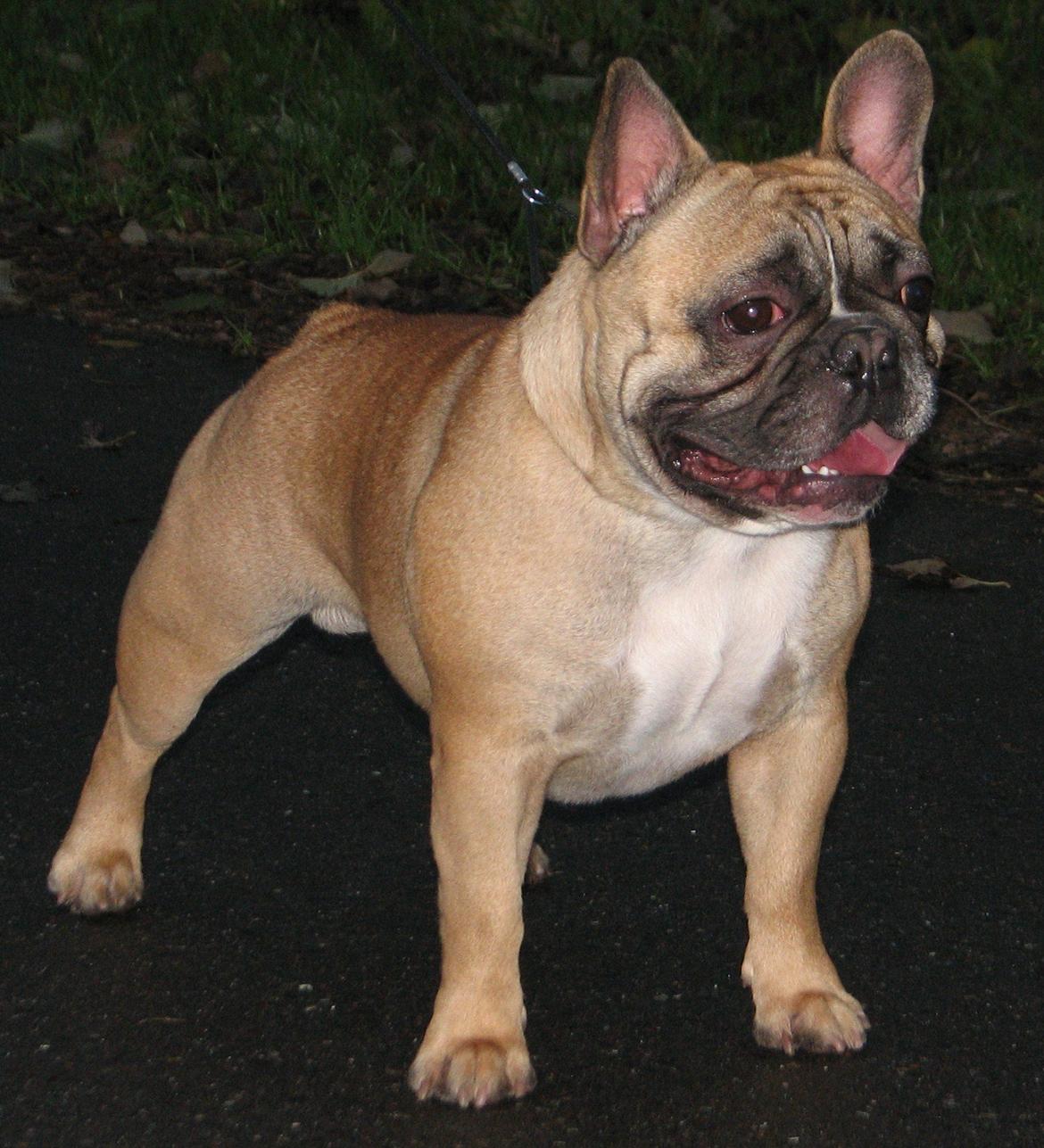 Fransk bulldog Simba billede 5