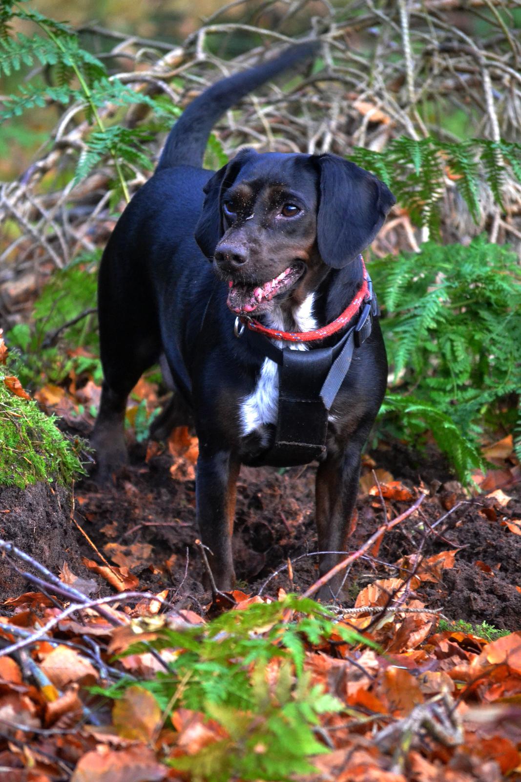 Blanding af racer Bella billede 20