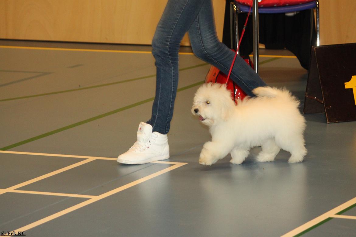 Coton de tulear Sisses Cindy billede 3